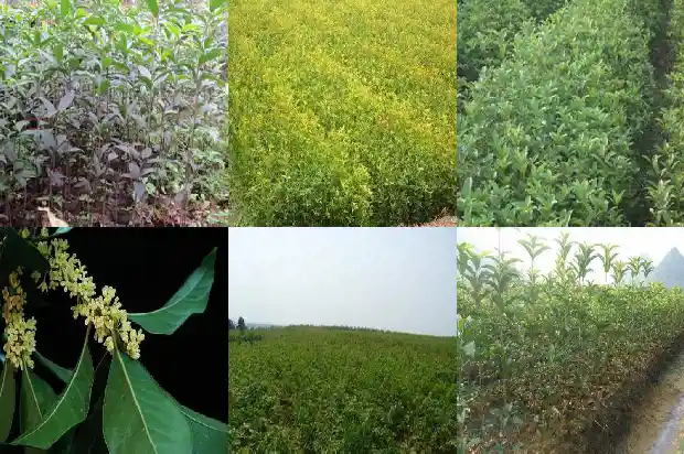 桂花茶有什么作用功效1681349060956