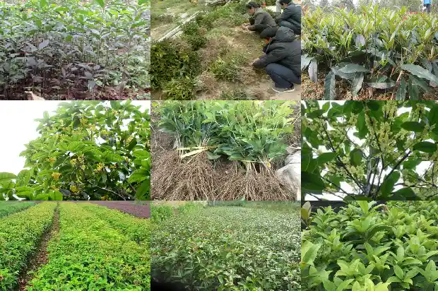 桂花茶有什么作用功效1681349061003