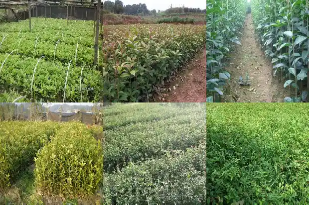 桂花茶有什么作用功效1681349061051