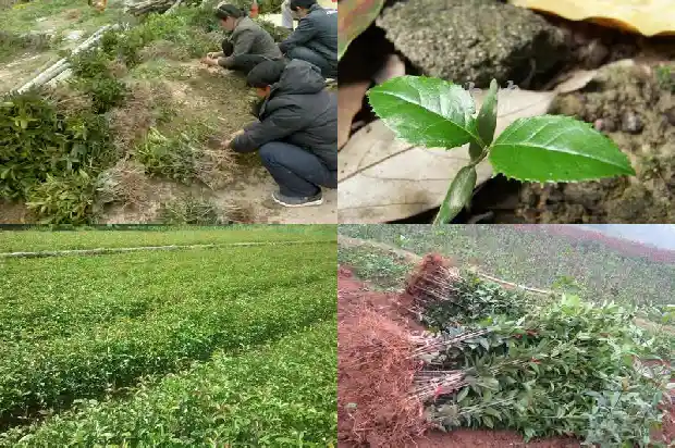 桂花茶什么作用与功效1681349156977