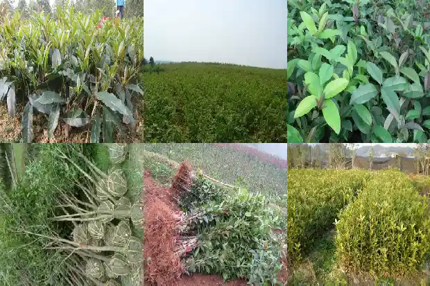 桂花茶什么作用与功效1681349157025
