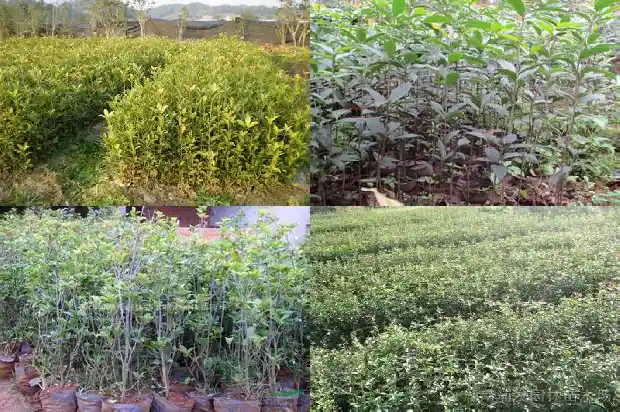 桂花茶什么作用与功效1681349157072