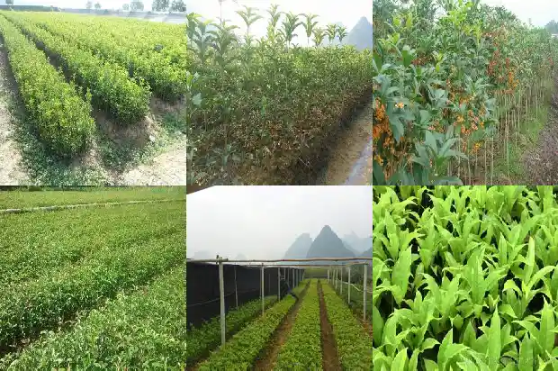 桂花茶是什么作用1681349246311
