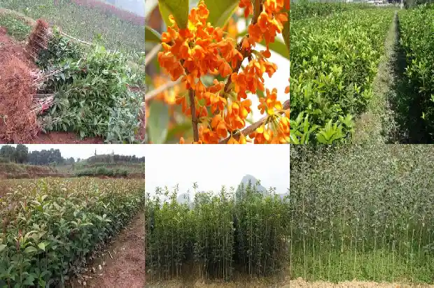 桂花茶有什么作用?1681349342751