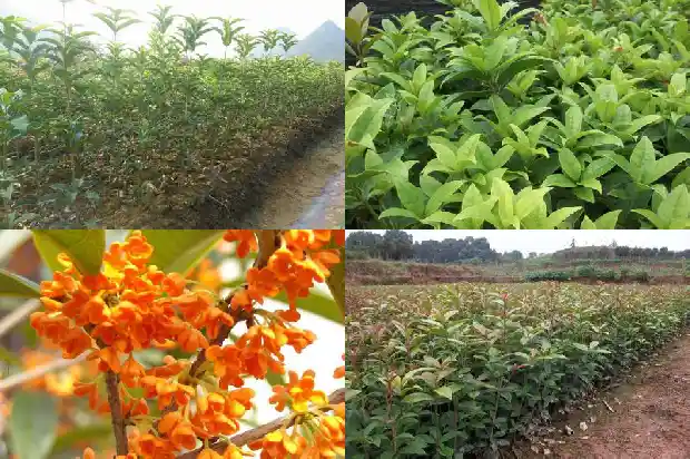 桂花茶有什么作用?1681349342847