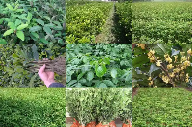 桂花的泡茶功效与作用及禁忌1681349424512