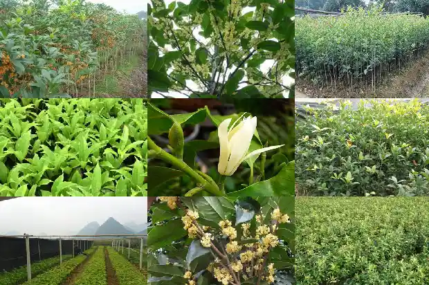 桂花的泡茶功效与作用及禁忌1681349424560