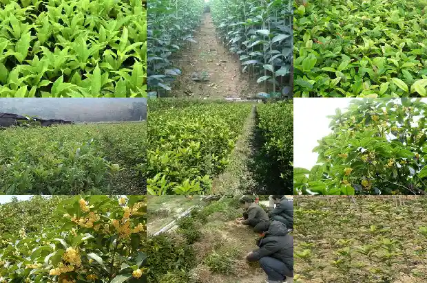 桂花的泡茶功效与作用及禁忌1681349424607