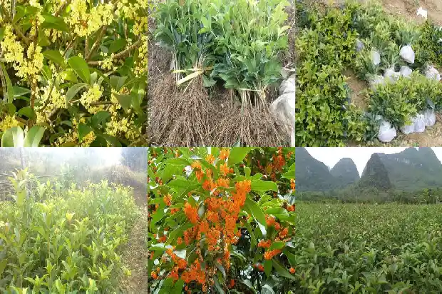 做桂花糕用什么桂花1689313719032