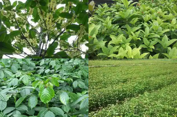 桂花木材会开裂吗为什么呢1688518355611