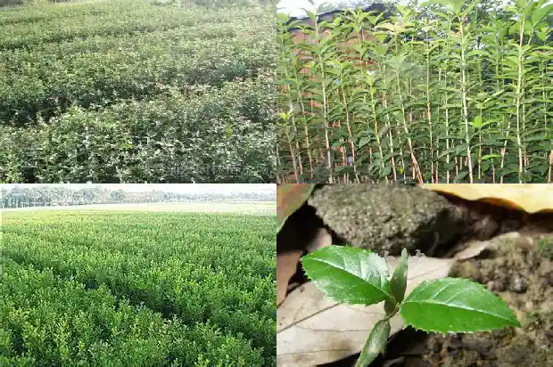 桂花的泡茶功效与作用禁忌1681349516778