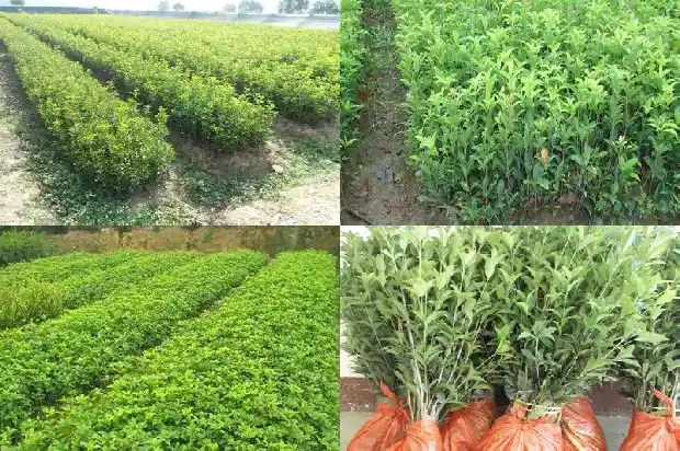 泡桂花茶有什么功效1681349603895