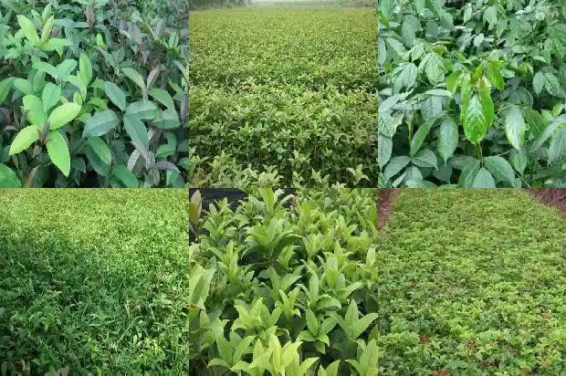 泡桂花茶有什么功效1681349603943