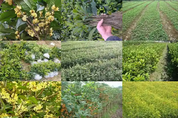 泡桂花茶有什么功效1681349603991