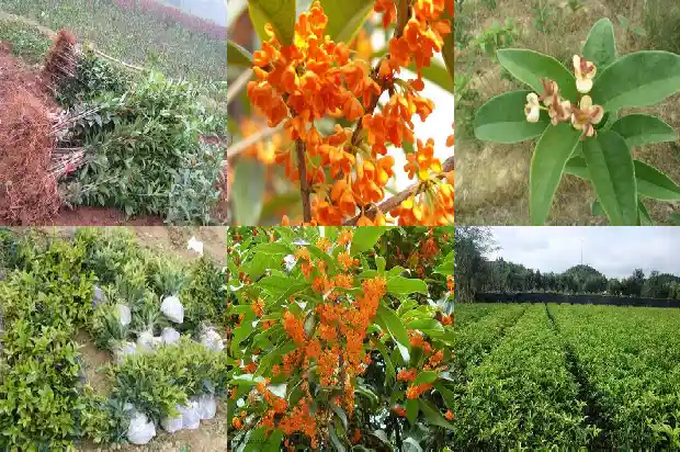 桂花泡茶有什么作用与功效1681349692192