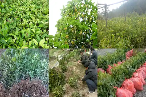桂花泡茶有什么作用与功效1681349692240