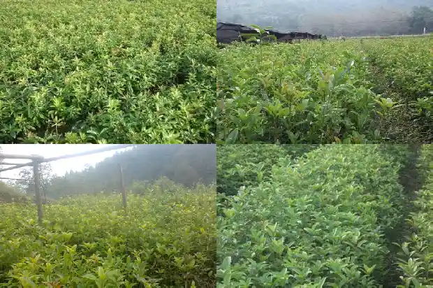 桂花泡茶有什么作用与功效1681349692288