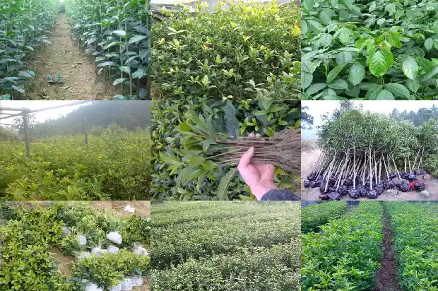 桂花花茶的作用与功效与作用1681349773178