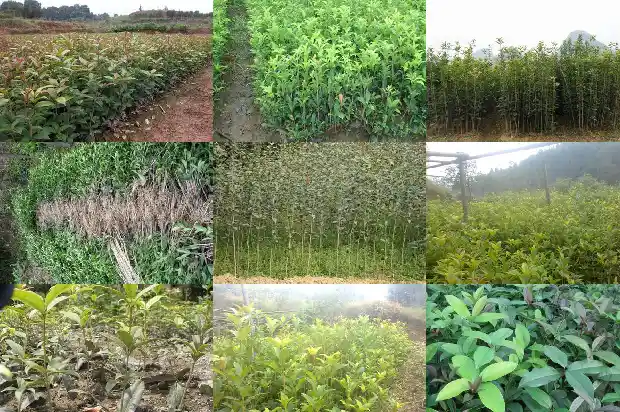 桂花花茶的作用与功效与作用1681349773226