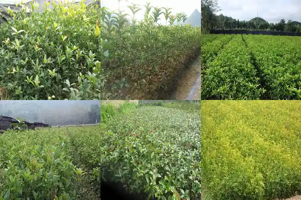 桂花花茶的作用与功效与作用1681349773274