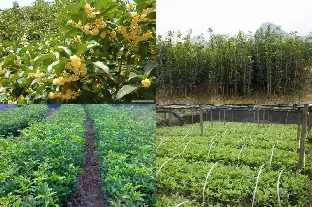 自制桂花茶的功效与作用是什么1681349943971