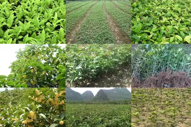 自制桂花茶的功效与作用是什么1681349944018