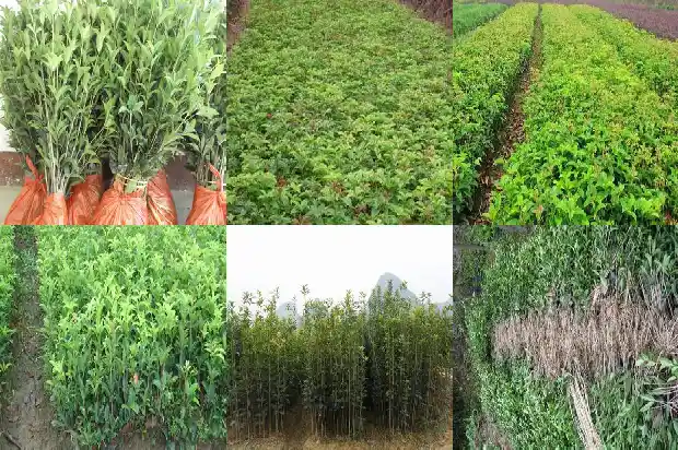 自制桂花茶的功效与作用是什么1681349944066