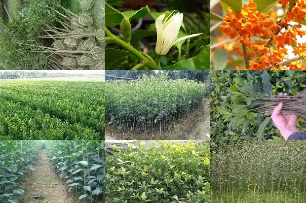 自制桂花茶的功效与作用是什么1681349944114