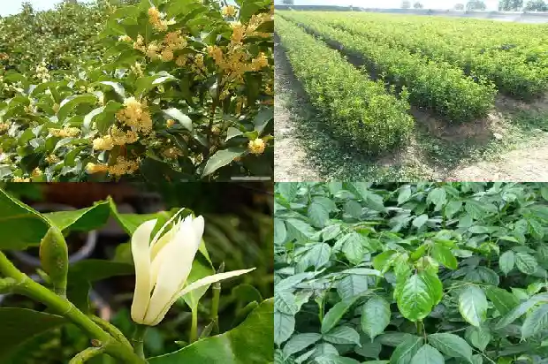 桂花茶的功效与作用及食用方法禁忌1681350039122