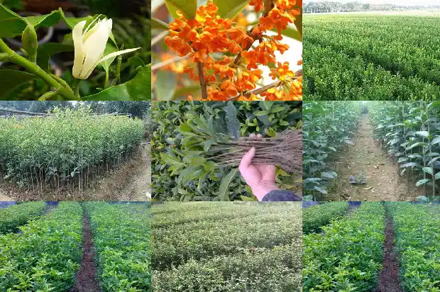 桂花茶的功效与作用及食用方法禁忌1681350039169