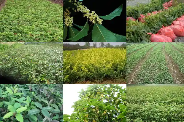 桂花泡茶喝有毒吗会中毒吗1689576684897