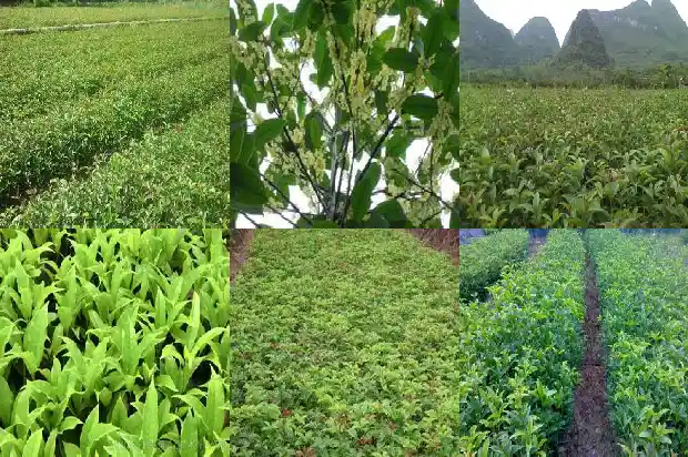 桂花茶的功效与作用及泡法窍门1681350127956