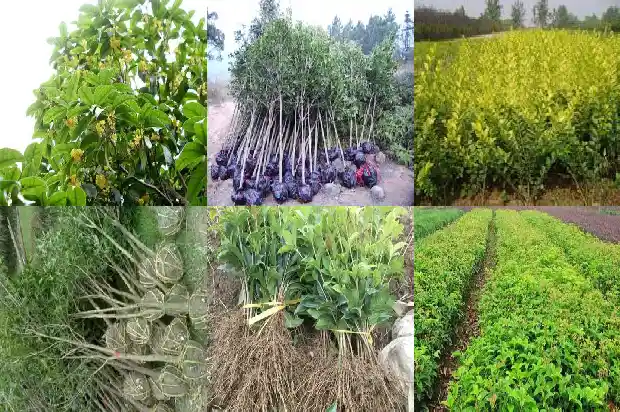 桂花茶的功效与作用及泡法窍门1681350128052