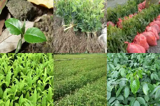 桂花茶的作用和功效及禁忌1681350203713