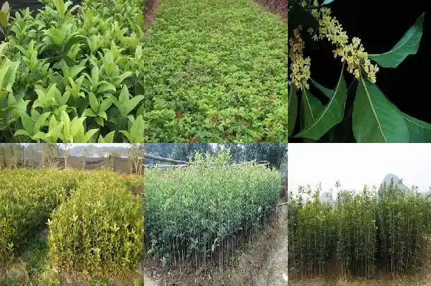 桂花茶的作用和功效及禁忌1681350203760
