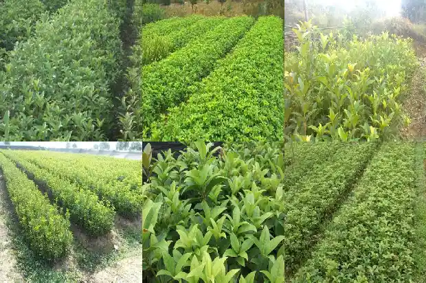 桂花糕的材料1681350404260