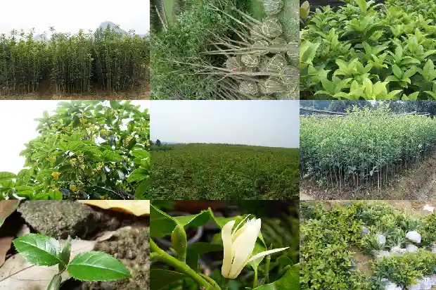 做桂花糕大约要多久时间1681350488011