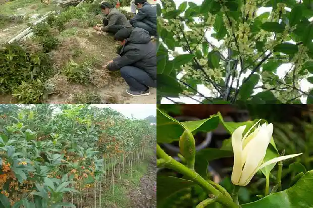 桂花的功效与作用百科知识点1681350568224
