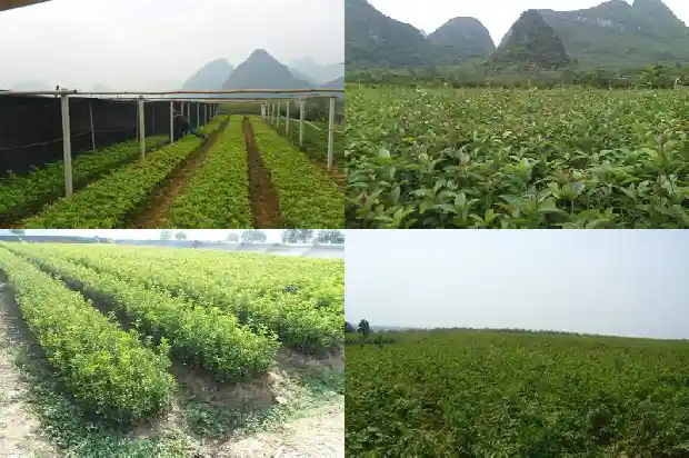 桂花的功效与作用百科知识点1681350568319