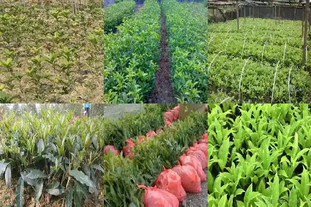 又是一年桂花飘香的心情说说句子1688793065877