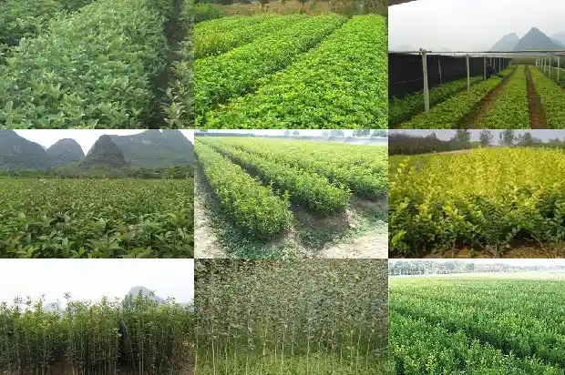 桂花木材的用途有哪些呢1688516099975