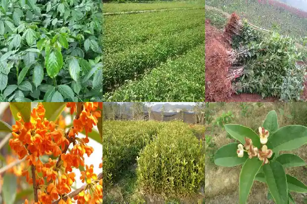 3公分粗的桂花树苗盆栽用多大的盆1690849821042