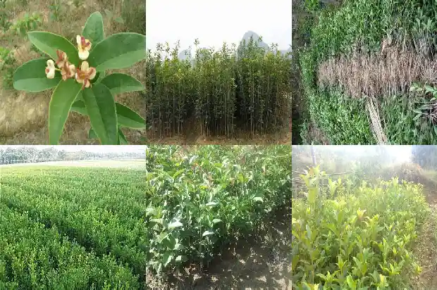 桂花什么功效和作用1681350868904