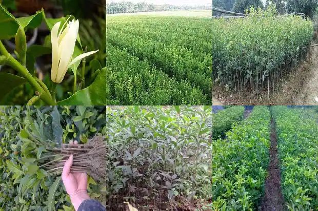 桂花什么功效和作用1681350868951