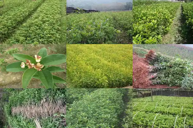 桂花什么功效和作用1681350869046