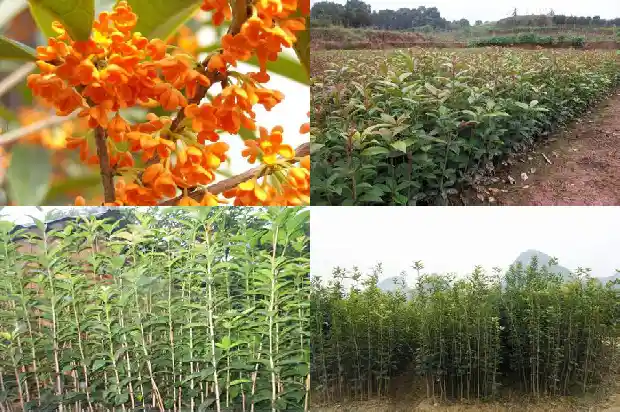 桂花乌龙的好处1689576102754