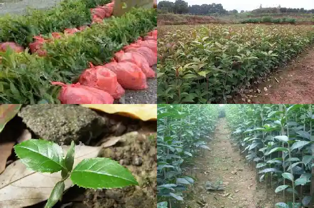 盆栽桂花花期施什么肥1690677482442