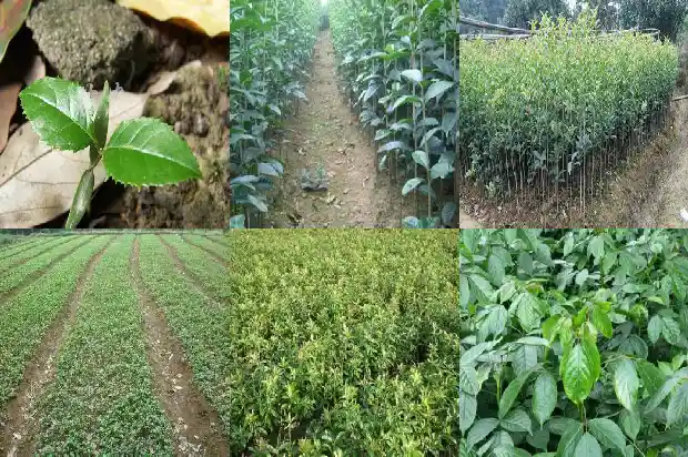 桂花用洗吗1689576717637