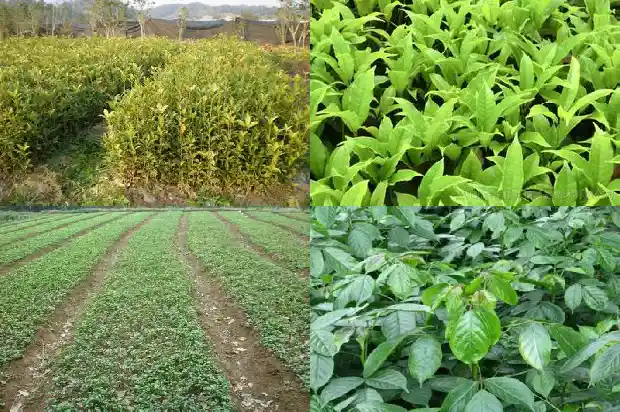 牛蒡根桂花茶的功效与作用及禁忌1681351195056
