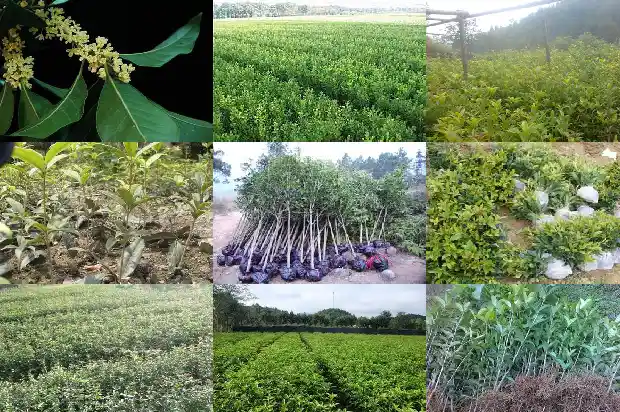 牛蒡根桂花茶的功效与作用及禁忌1681351195104